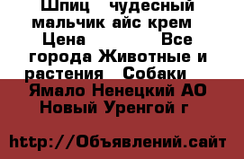 Шпиц - чудесный мальчик айс-крем › Цена ­ 20 000 - Все города Животные и растения » Собаки   . Ямало-Ненецкий АО,Новый Уренгой г.